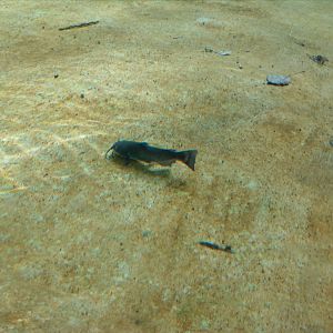 Small catfish swimming in jaguar pool I.-9/25