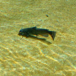 Small catfish swimming in jaguar pool II.-9/25