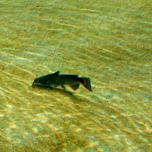 Small catfish swimming in jaguar pool III.-9/25