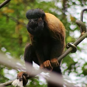 Guianan Bearded Saki (Chiropotes sagulatus)