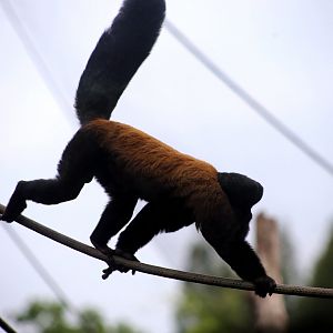 Guianan Bearded Saki (Chiropotes sagulatus)