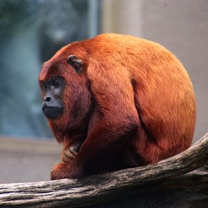 Guyanan Red Howler (Alouatta macconnelli)