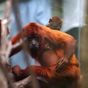 Guyanan Red Howler, Mom and Baby