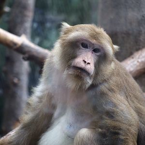 Assam Macaque (Macaca assamensis)