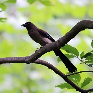 Grey Treepie (Dendrocitta formosae)