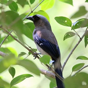 Grey Treepie (Dendrocitta formosae)