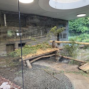 Panda Garden - Indoor Giant Panda exhibit #2