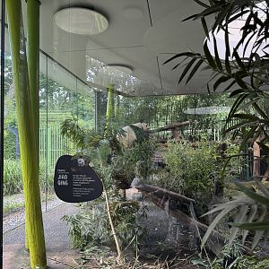 Panda Garden - Indoor Giant Panda exhibit #1