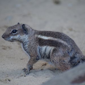 Barbary ground squirrel - EkoPark Piešťany