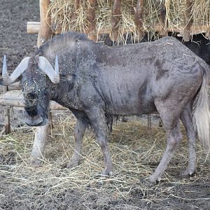 White-tailed gnu - EkoPark Piešťany