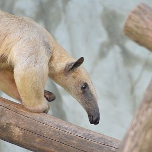 Southern tamandua - EkoPark Piešťany