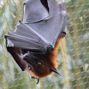 Malayan flying fox - EkoPark Piešťany