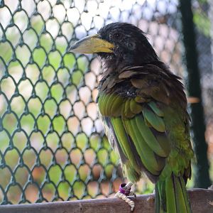 Great barbet