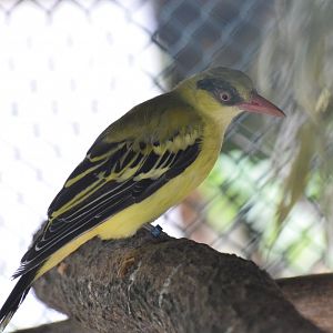 African golden oriole