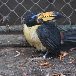 Lettered aracari
