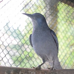 Pinyon jay