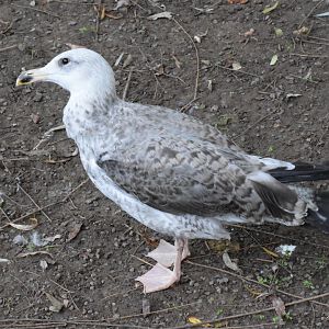 Caspian gull