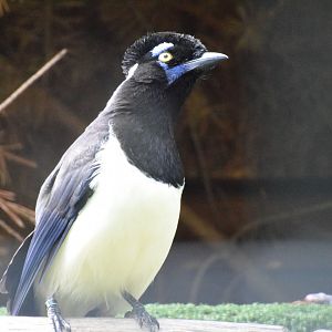 Plush-crested jay