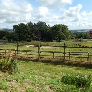 Grant's zebra/Common ostrich enclosure 050925