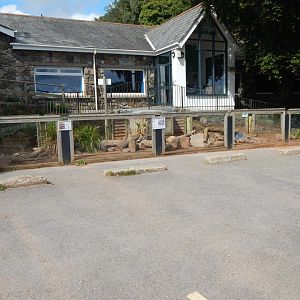 Meerkat enclosure 050925