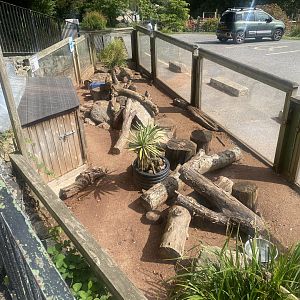 Meerkat enclosure 050925