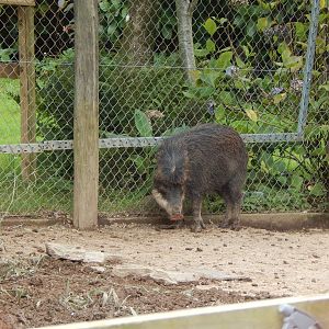 Southern white-lipped peccaries 050925