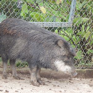 Southern white-lipped peccary 050925
