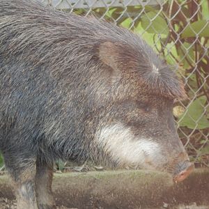 Southern white-lipped peccary 050925