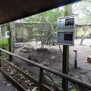 Mixed African Aviary 050925