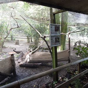 Mixed African Aviary 050925