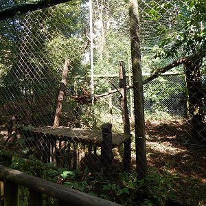 Smaller Carpathian lynx enclosure 050925