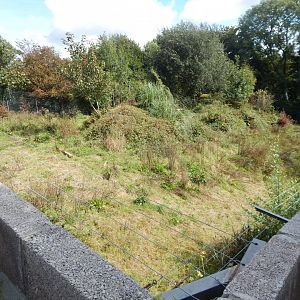 Larger Carpathian lynx enclosure 050925