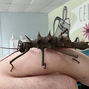 Touch-me-not stick insect (Epidares nolimetangere)