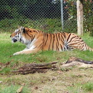 Siberian tiger 050925