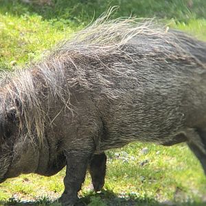 Visayan Warty Pig (Sus cebifrons)