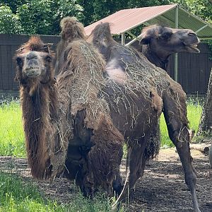 Domestic Bactrian camel (Camelus bactrianus)