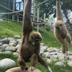 Lar gibbon (Hylobates lar)