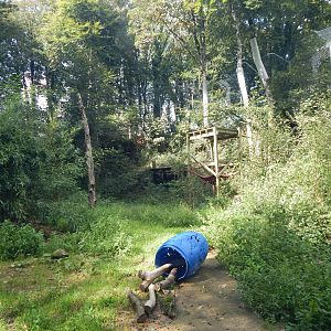 Amur leopard enclosure 050925