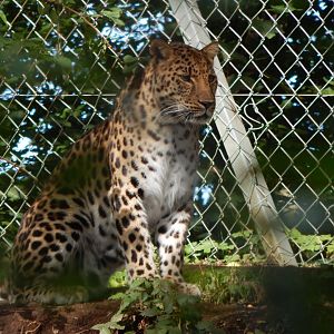 Amur leopard 050925