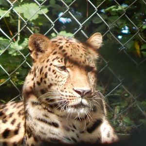 Amur leopard 050925