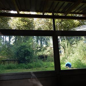 Amur leopard enclosure 050925