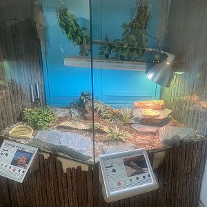 Exhibit for Sahara mastigure/Egyptian tortoise 050925