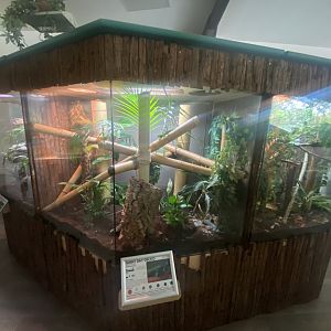 Greater Madagascar day gecko exhibit 050925