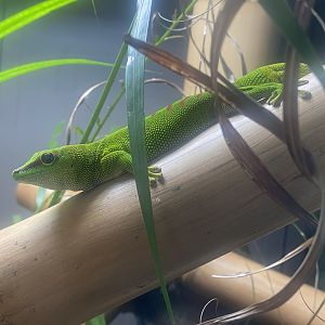 Greater Madagascar day gecko 050925