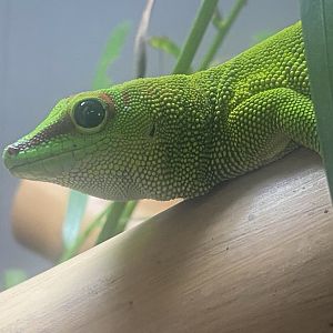 Greater Madagascar day gecko 050925