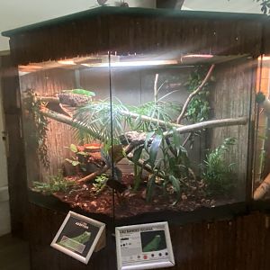 Fiji banded iguana exhibit 050925