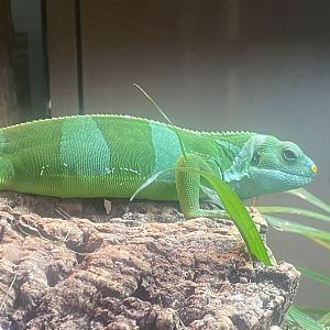 Fiji banded iguana 050925
