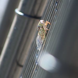 {Wild} Cicada ID