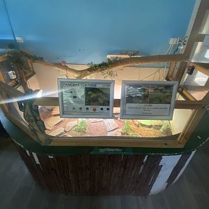 Pancake tortoise exhibit 050925