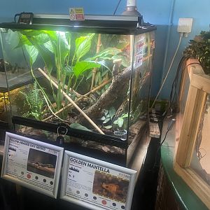 Exhibit for Golden mantella/Yellow-headed day gecko 050925